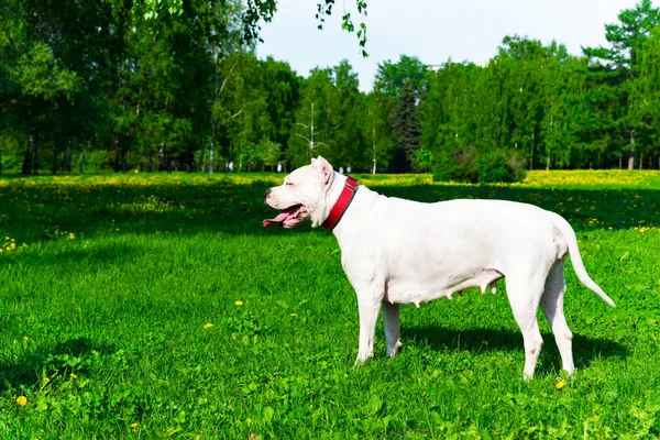 Bianco Bull Terrier Miniatura Trova Campo Verde — Foto Stock