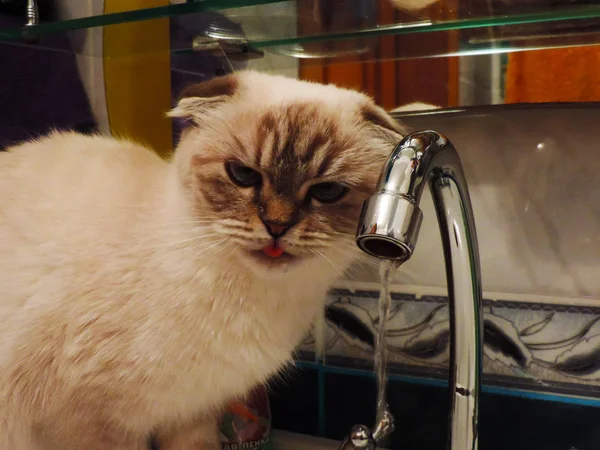 Balinese cat drinks water from a faucet