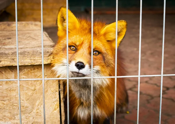 Orange Fox Sits Cage — Stock Photo, Image