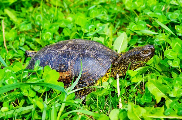 Çok Parlak Olmayan Işıkta Çimüzerinde Kaplumbağa — Stok fotoğraf