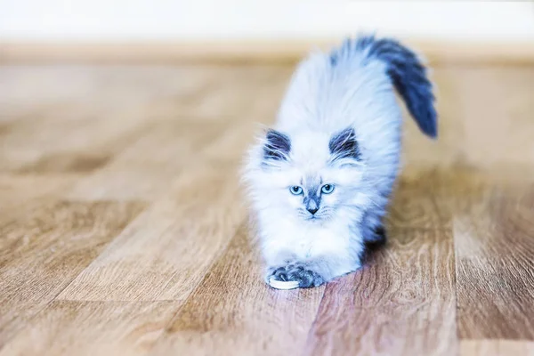 内瓦伪装猫的小猫 — 图库照片
