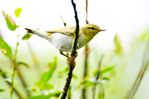 yellow-fringed bird chick sings in a green forest