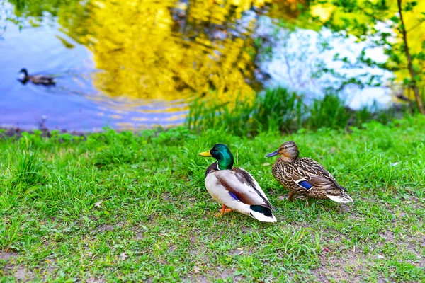 Zwei Plump Enten Sitzen Auf Einem Grünen See — Stockfoto