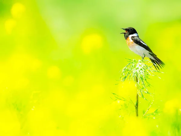 Belo Pássaro Canta Grama Verde — Fotografia de Stock