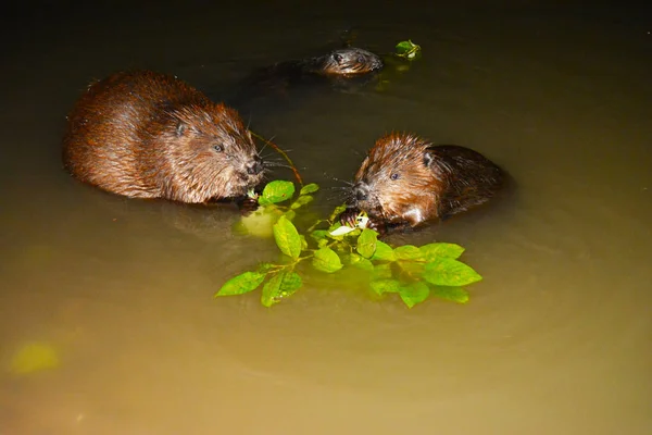 three beavers swim in the lake