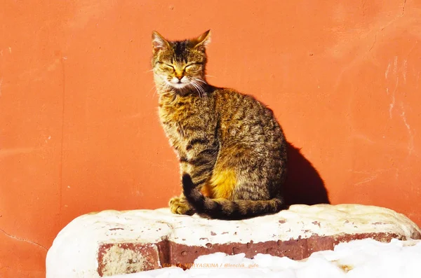 Gato Ventana Luz Brillante — Foto de Stock