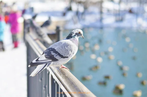 鳩は橋の上に座っている — ストック写真