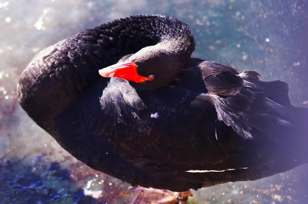 Schwarzer Schwan Auf Dem Teich — Stockfoto