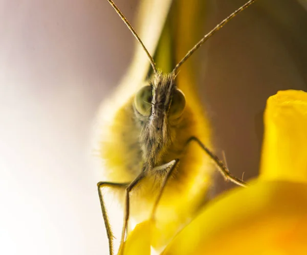 Macro Tiro Uma Grande Borboleta Amarela — Fotografia de Stock