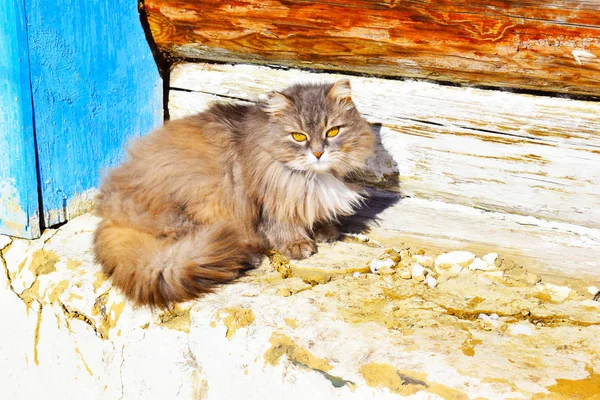 Hermoso Gris Esponjoso Gato Mirando Cámara — Foto de Stock