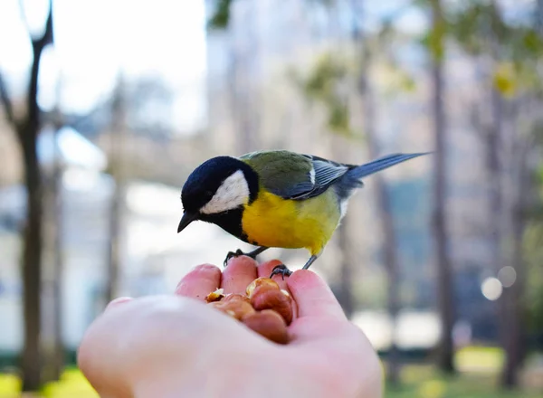 フェージングライトでフィーダー上のカラフルな鳥 — ストック写真