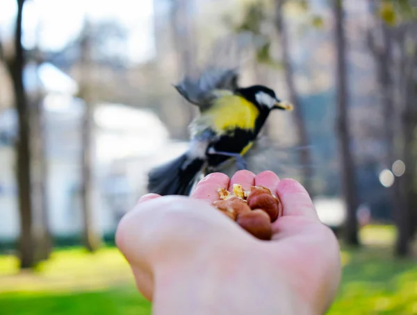 Tit Ruba Noci Dalle Mani — Foto Stock