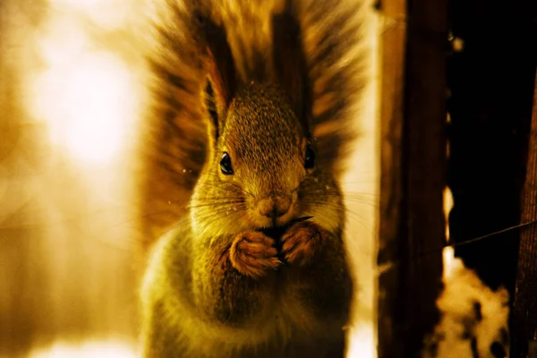 Fluffiga Ekorre Nibbles Nöt — Stockfoto