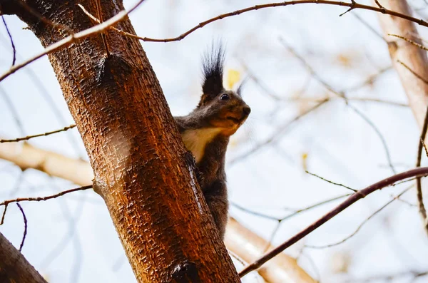 Söt Fluffiga Ekorre Sitter Filial — Stockfoto