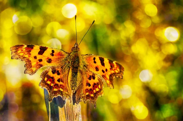 Duży Wielokolorowy Egzotyczny Motyl Siedzi Gałęzi — Zdjęcie stockowe