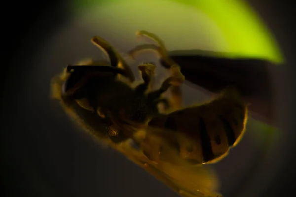 Giftige Spinne Bereitet Sich Netz Auf Schlaf Vor — Stockfoto