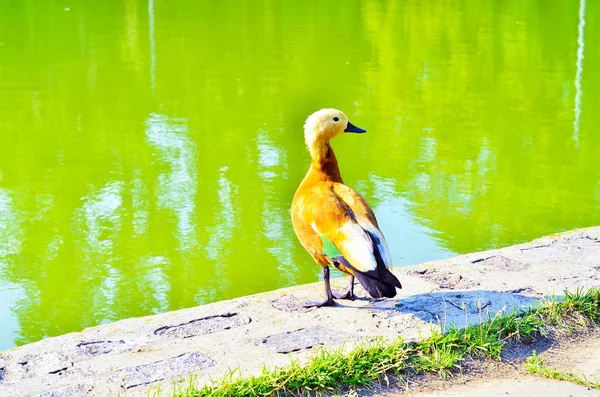 Ente Wasser Schwindendem Licht — Stockfoto