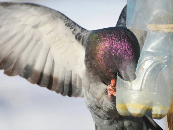 Çok Parlak Olmayan Işıkta Kargüvercin — Stok fotoğraf