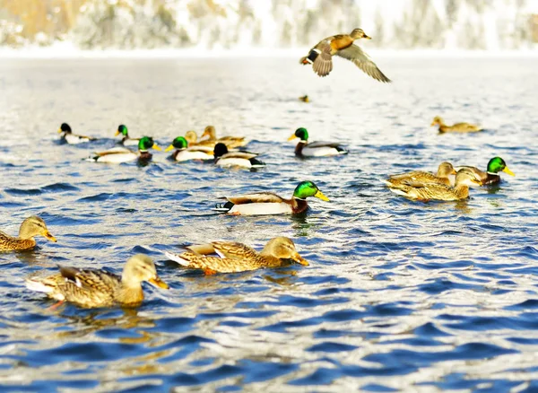 Patos Água Luz Desvanecimento — Fotografia de Stock