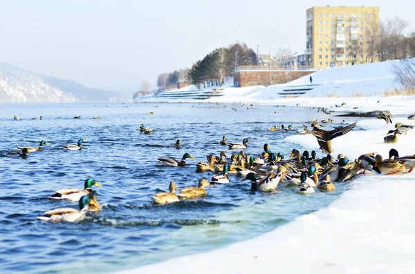 あまり明るくない光の中で水中のアヒル — ストック写真