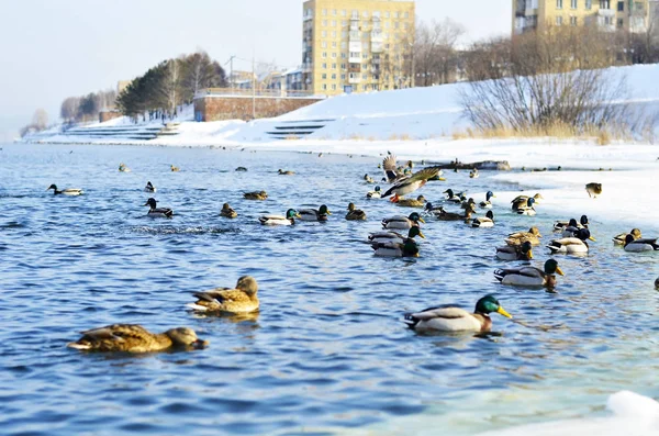 Enten Auf Dem See Schwindendem Licht — Stockfoto