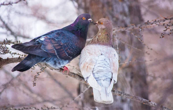 明るい光の中で枝に鳩 — ストック写真