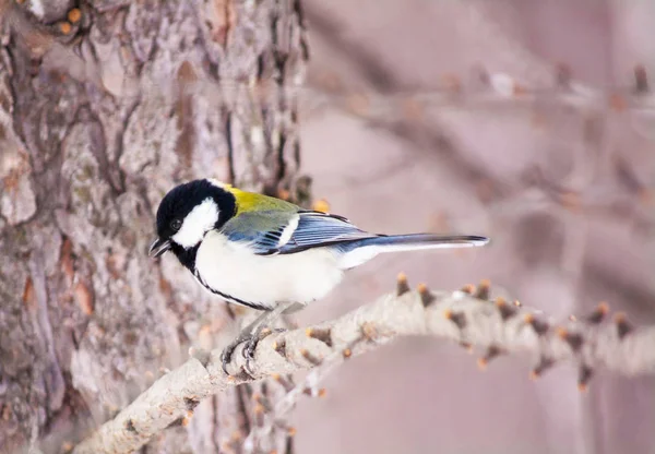 Great Tit Branch Fading Light — 스톡 사진