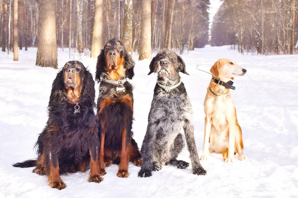 group of dogs in winter in not bright light