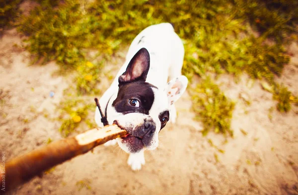 dog with a bone in fading light