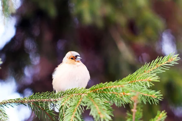 Çok Parlak Olmayan Işıkrowan Bir Dalı Üzerinde Bullfinch — Stok fotoğraf