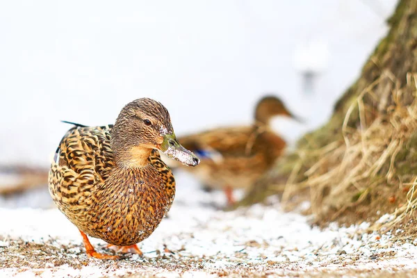 Eend Eendjes Niet Fel Licht — Stockfoto