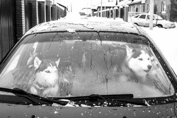 Dois Triste Siberiano Husky Carro — Fotografia de Stock