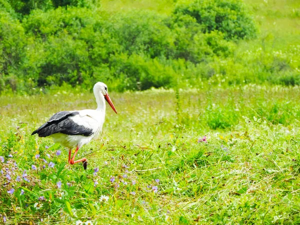 Sehr Großer Storch Grünen Gras — Stockfoto