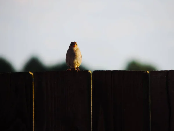 Uccellino Siede Una Recinzione — Foto Stock