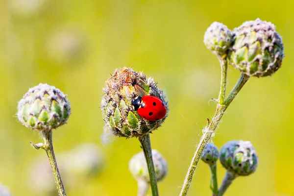 Coccinelle Assise Sur Chardon — Photo