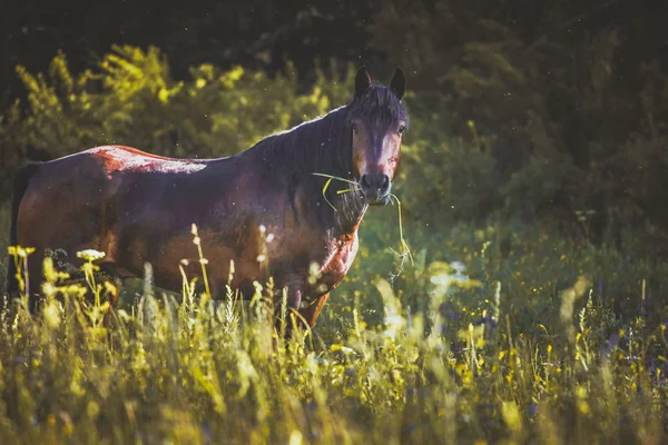 big horse in a green field