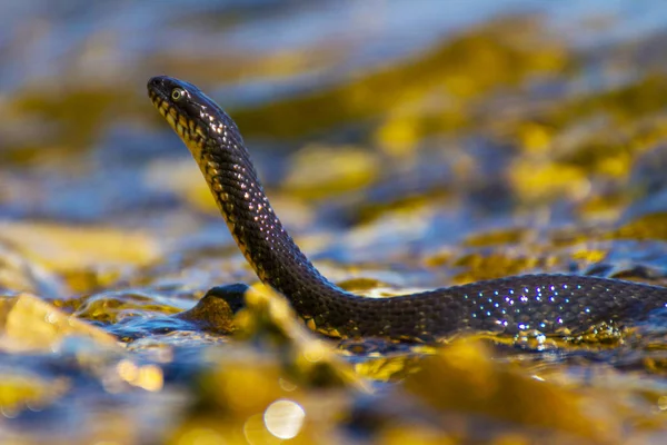 Cobra Água Pântano — Fotografia de Stock