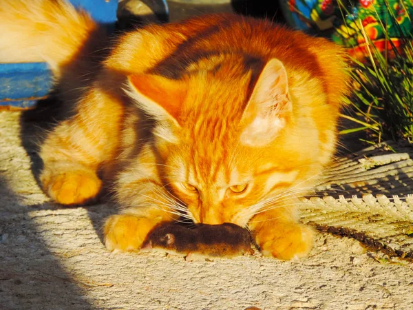 Gato Vermelho Farejando Mouse — Fotografia de Stock