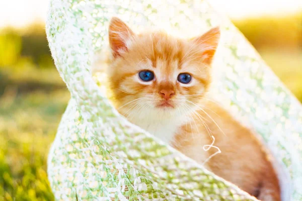 Mavi Gözlü Sevimli Küçük Kırmızı Kedi Yeşil Çim Oturur — Stok fotoğraf