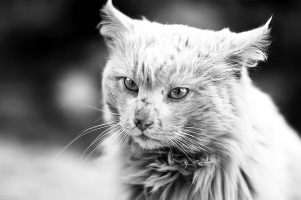 Gatto Solitario Abbandonato Che Vaga Strade — Foto Stock