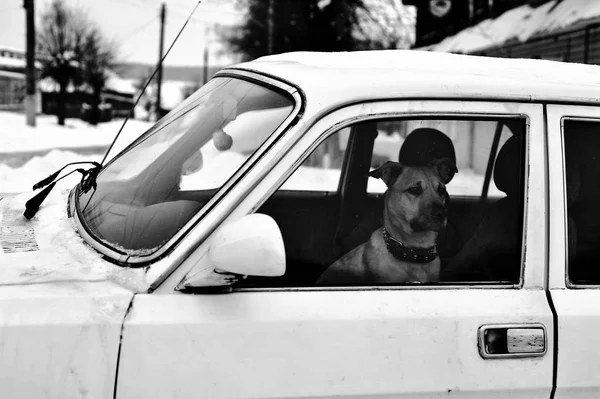 Arabada Oturan Yalnız Köpek — Stok fotoğraf