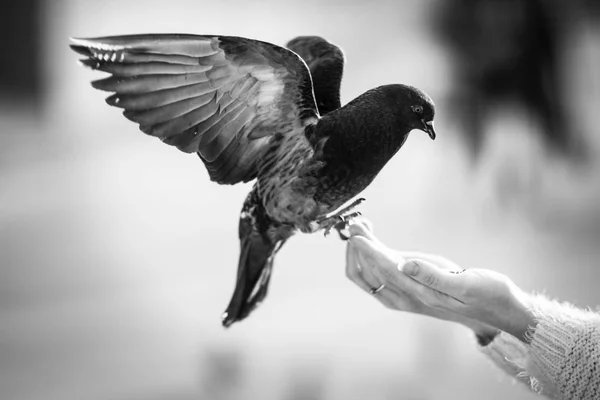 Eine Große Taube Sitzt Auf Einer Hand — Stockfoto