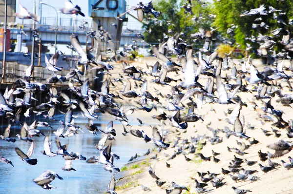 Una Bandada Palomas Vuela Paseo Marítimo — Foto de Stock