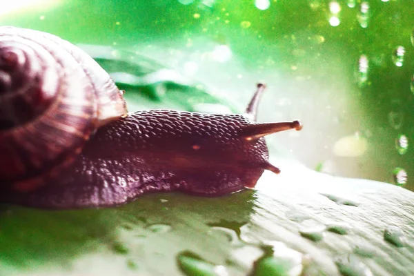 Caracol Hélice Sobre Una Hoja Verde —  Fotos de Stock