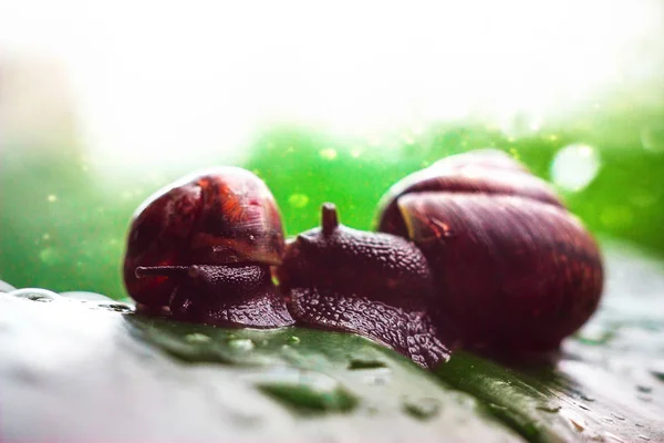 Two Helix Snails Green Leaf — Stock Photo, Image