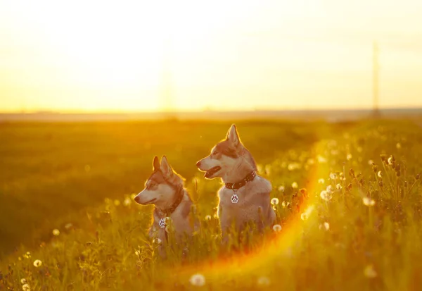 Dos Collies Fronterizos Atardecer — Foto de Stock