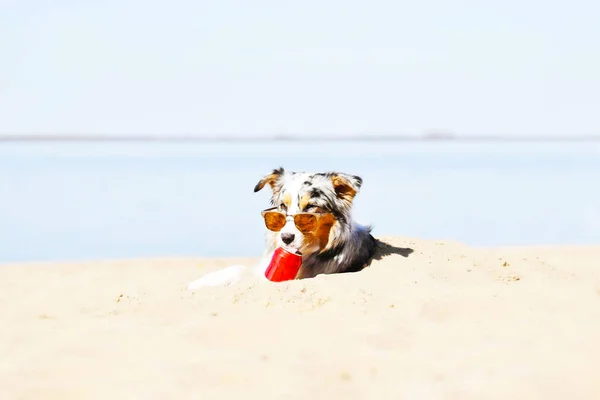 Aussie Australian Anjing Gembala Dengan Kacamata Duduk Pantai — Stok Foto