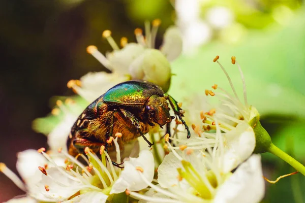 Grande Besouro Poliniza Flores Uma Árvore — Fotografia de Stock