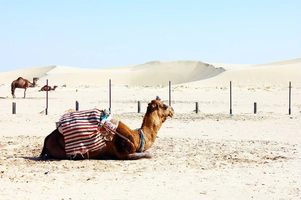 Καμήλα Κάθεται Στην Έρημο Της Ερήμου — Φωτογραφία Αρχείου