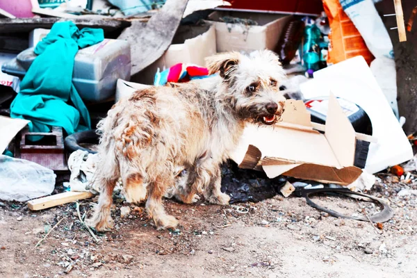 Vagabundo Descartado Perro Goteando Basura — Foto de Stock